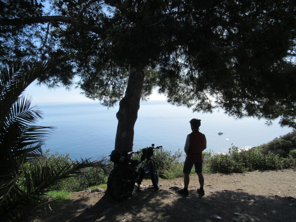 A cyclist stands under a shade tree looking out at the blue ocean.