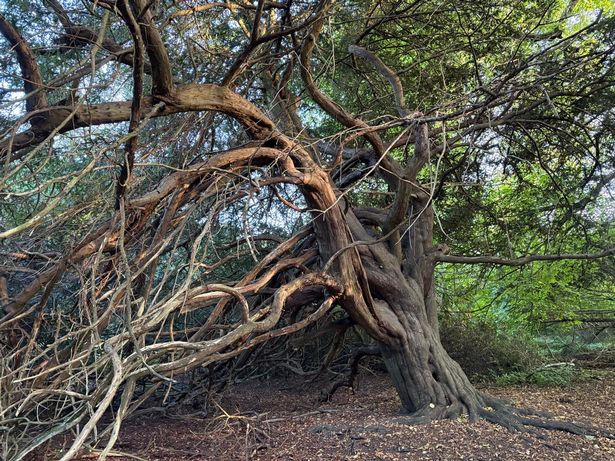 Chillingham Castle's 'hanging tree'