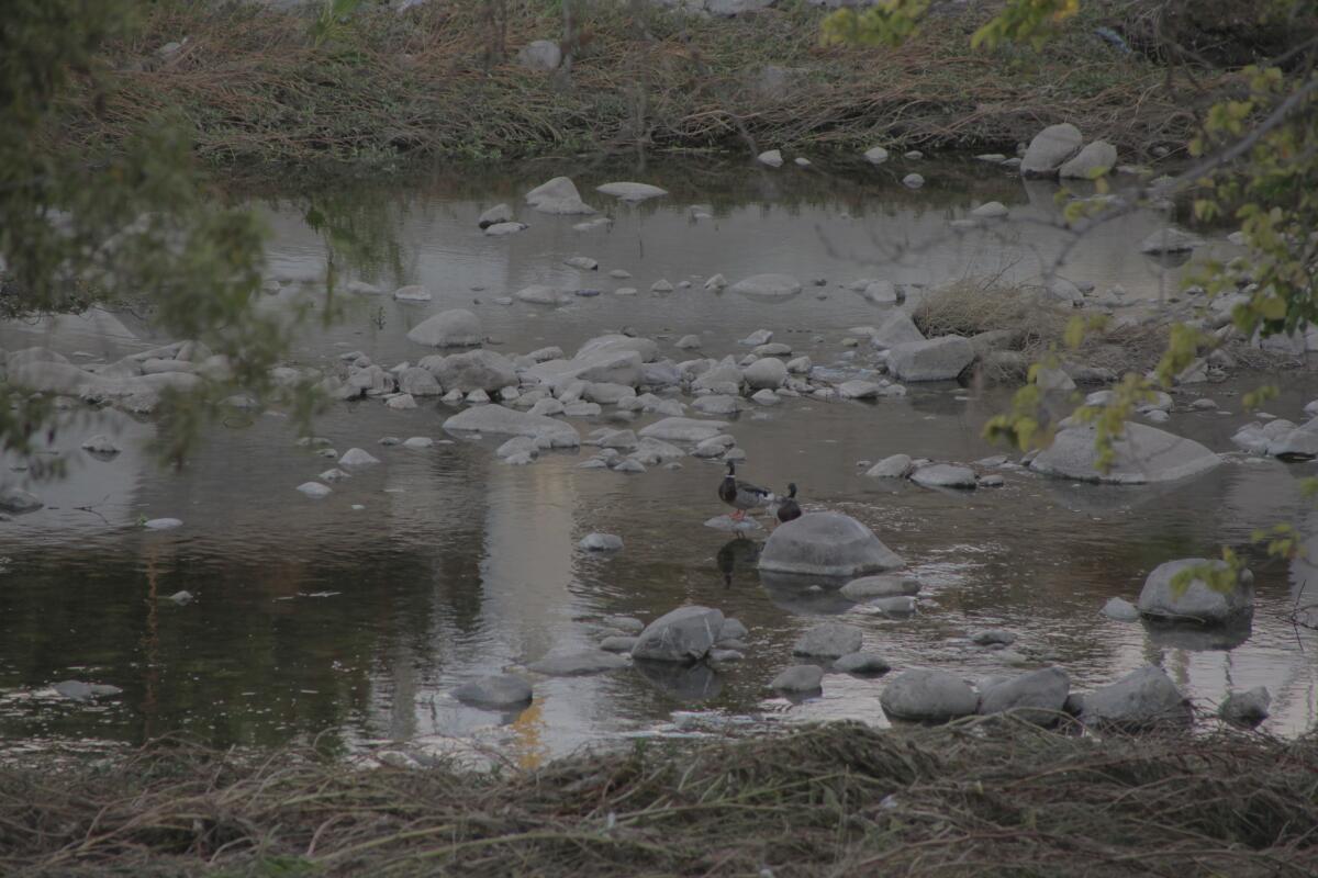 A calm river with several small boulders and river grasses with two green and brown ducks perched on rocks.