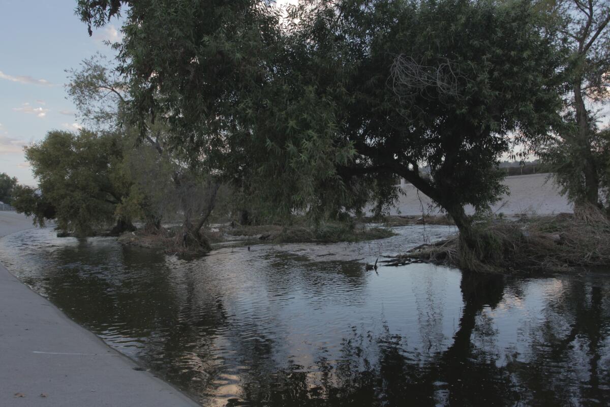 Trees shade a calm river for nearby ducks.