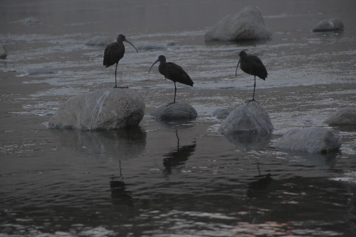 White-faced ibises mingle on rocks at the Glendale Narrows of the L.A. River.