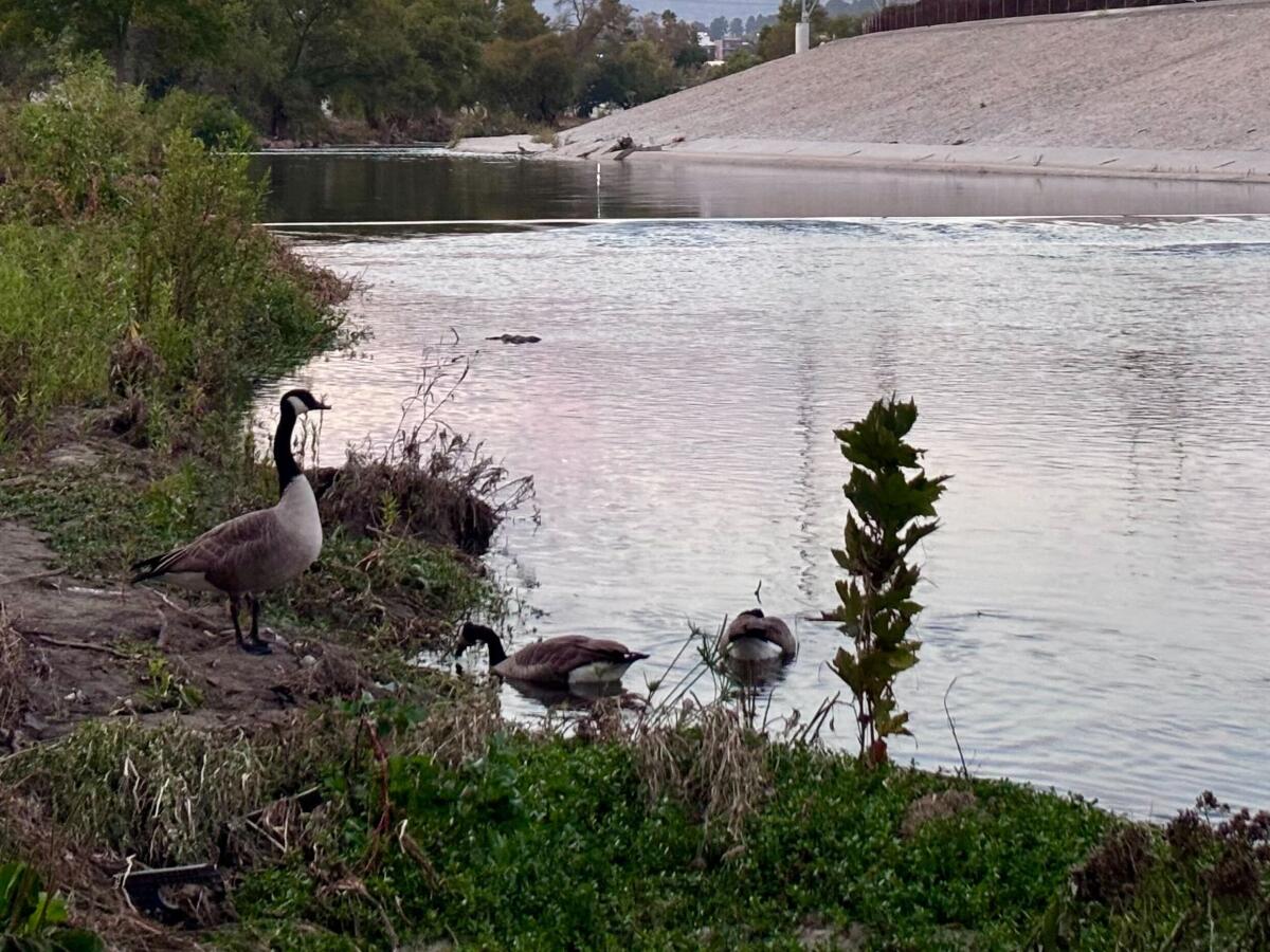 A Canada goose watches out for its flock members as they eat and rest on the L.A. River.