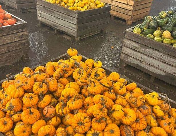 i visited uks most famous pumpkin patch exclusive