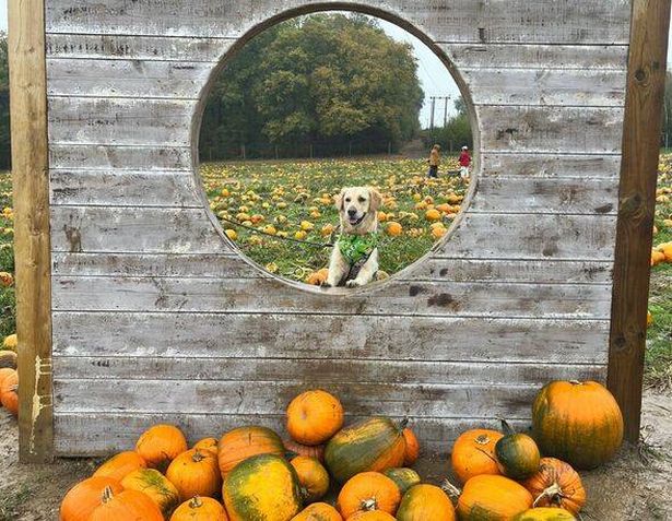 i visited uks most famous pumpkin patch exclusive