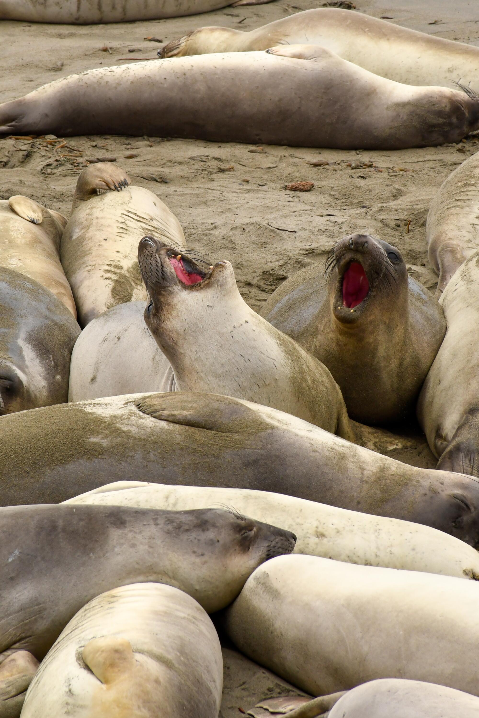 Elephant seals gather at Piedras Blancas, north of San Simeon.