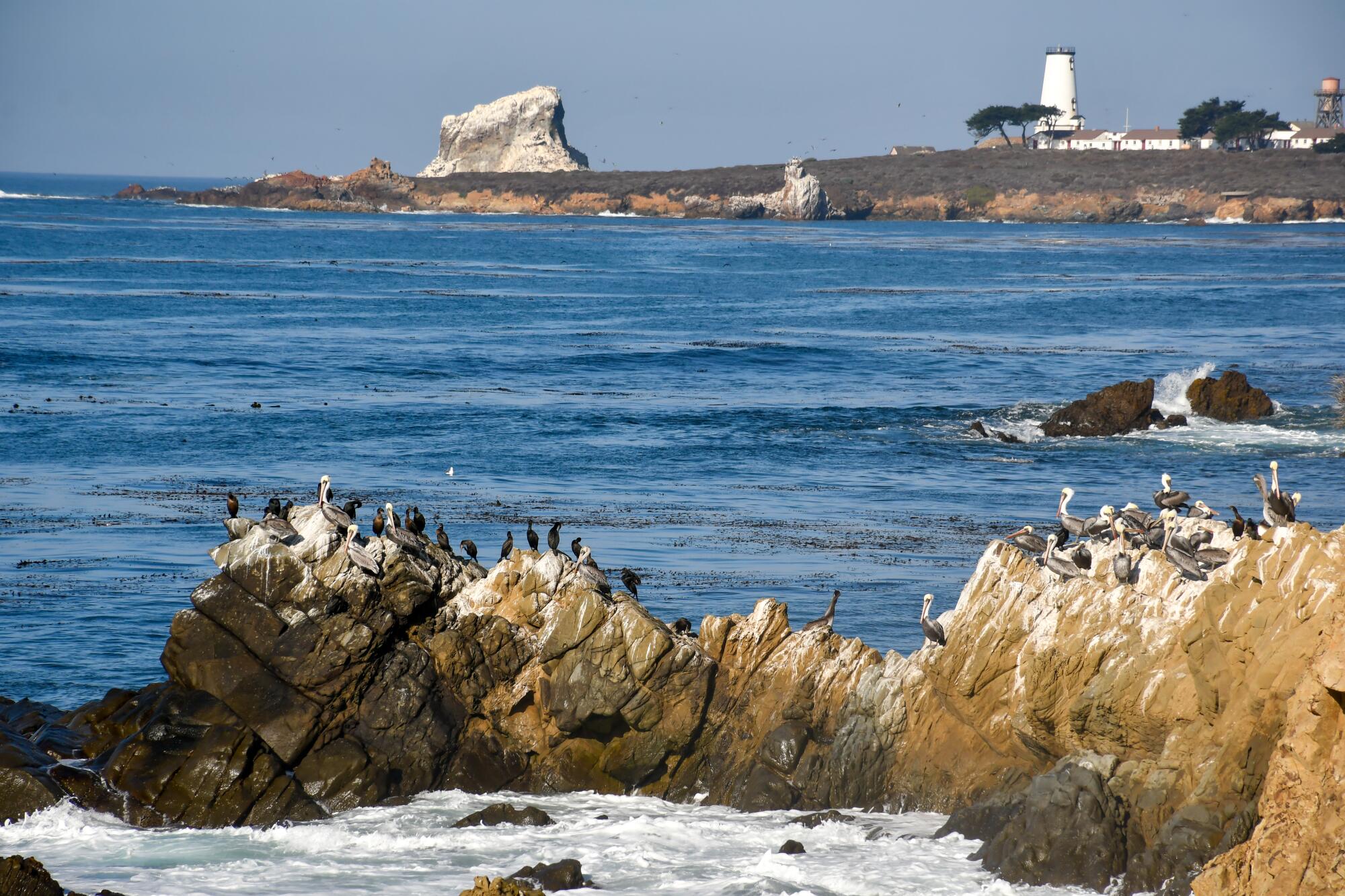 Along Boucher Trail, just north of the elephant seal viewing area at Piedras Blancas.