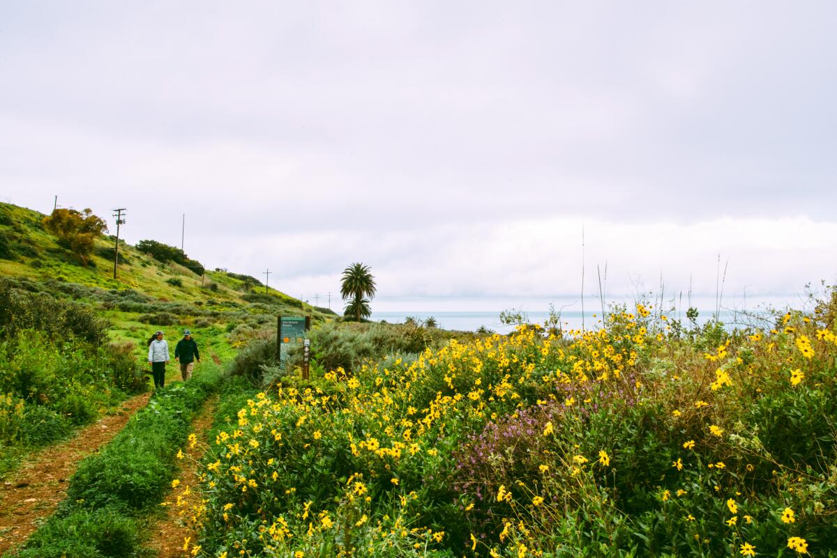 lush green landscape with yellow flowers near a path near the ocean.