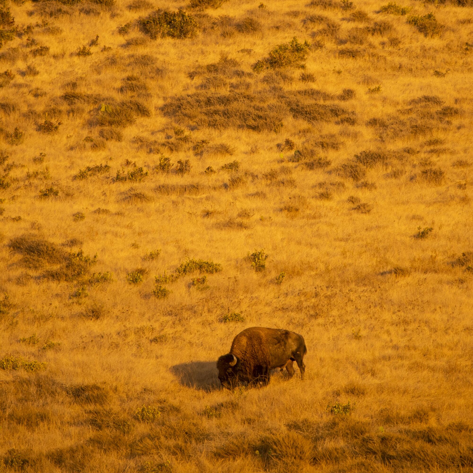 A bison among some grass.
