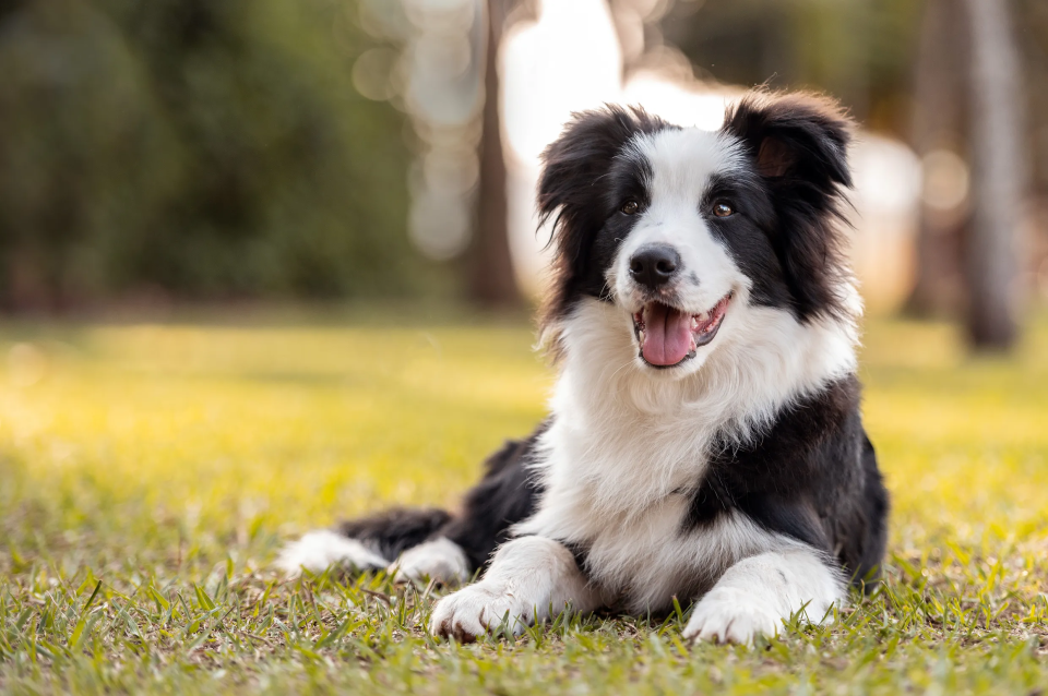 A black and white Border Collie dog lying in green grass.
