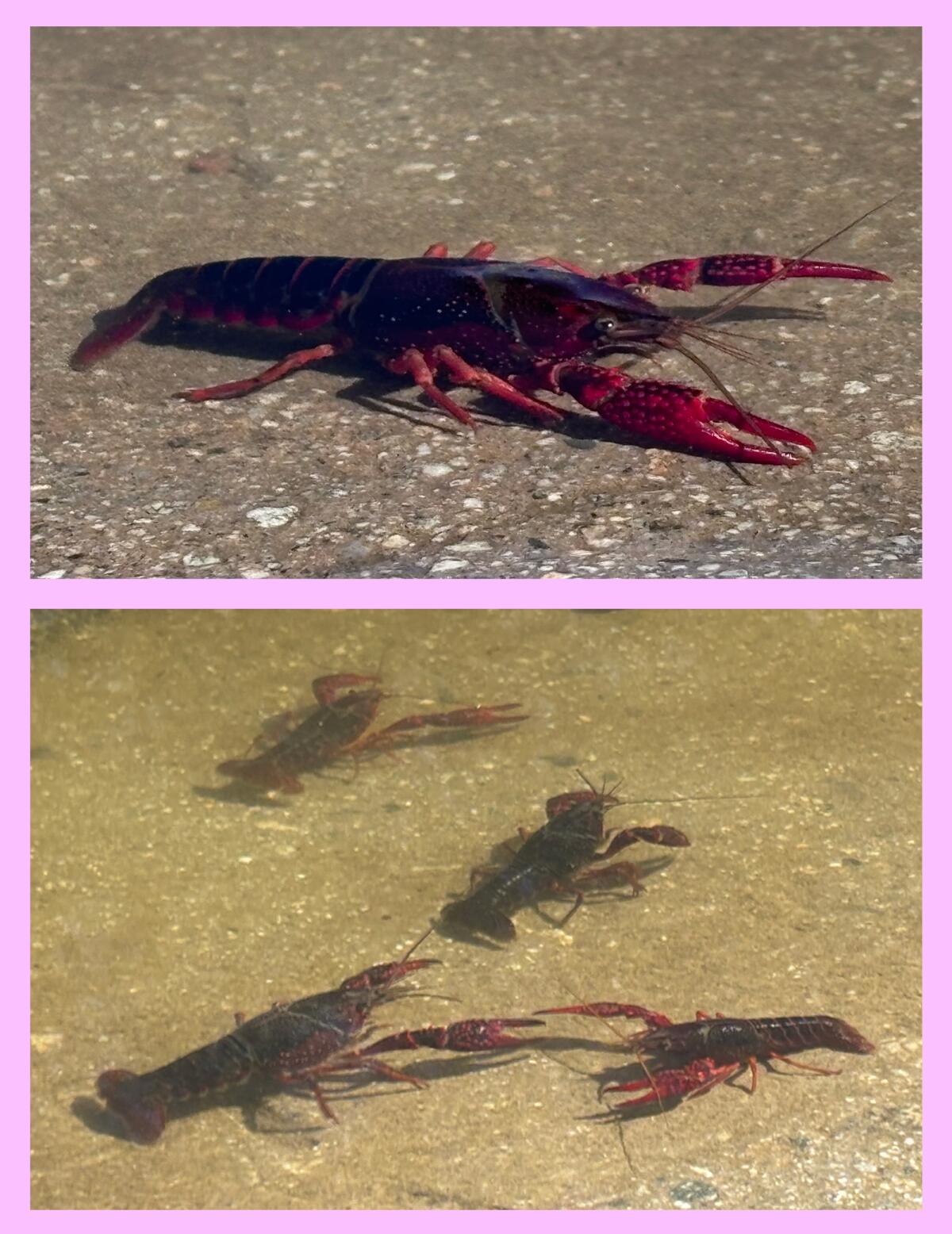 Crawdads, or crayfish, fight each other, eat and bask in the sun in the L.A. River.