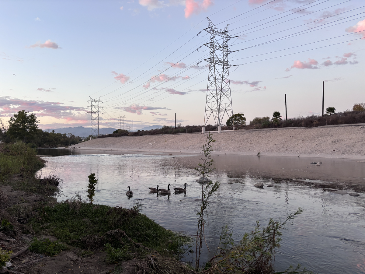 A pinkish sunset takes over the blue sky, a color reflected in the river where geese and other birds rest.