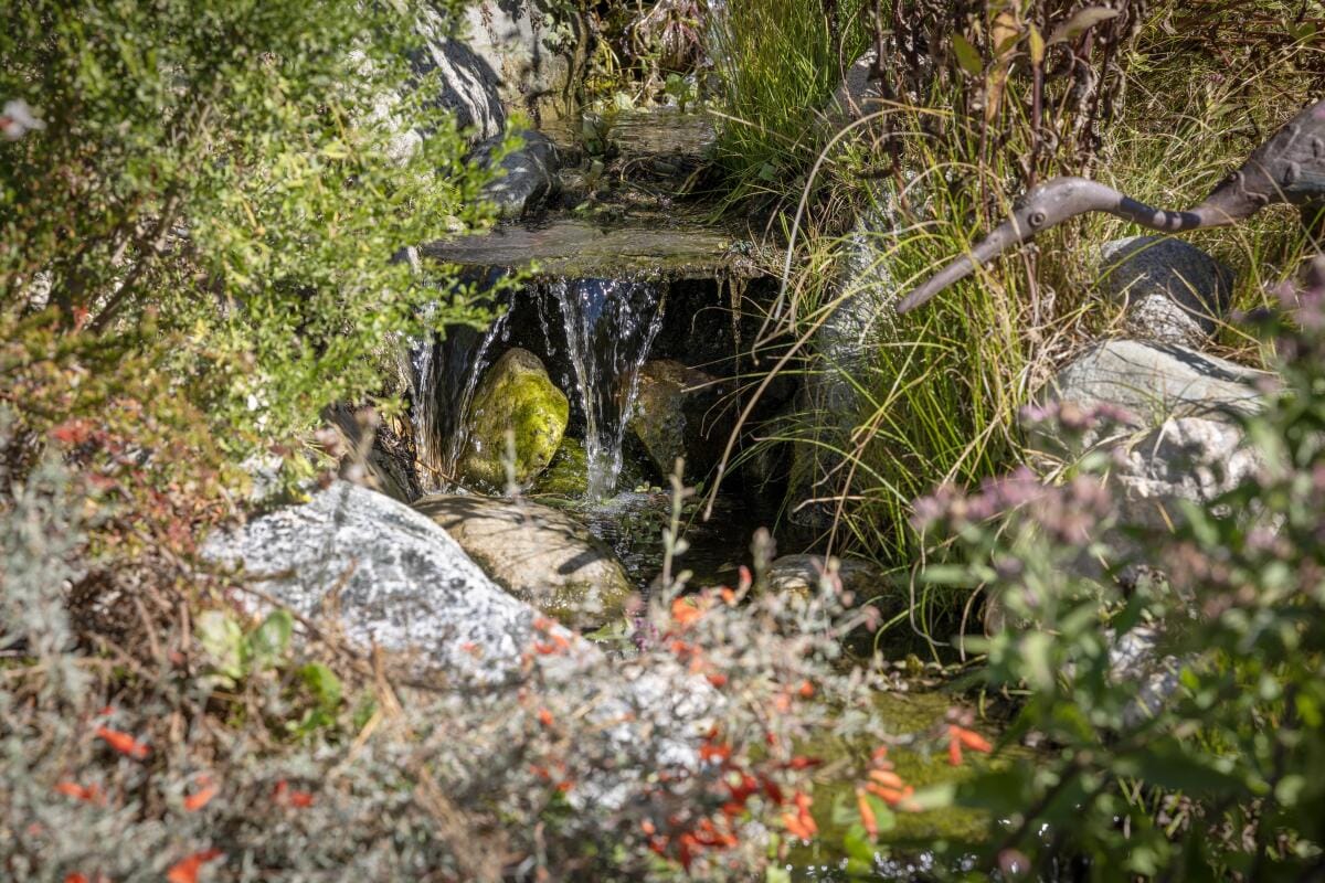 A view of landscaping at the home of Susan Gottleib and her Gottleib Native Garden in Beverly Hills