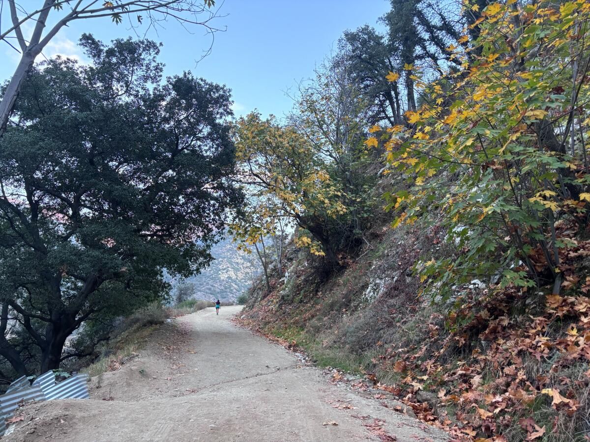 A steep, wide dirt road with yellow, green and brown leaves among the trees and ground.