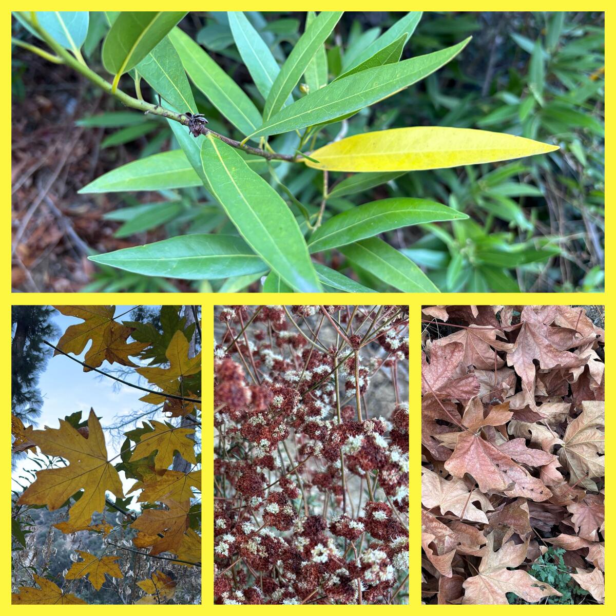 four close up photos of fall foliage turning yellow, orange, and brown