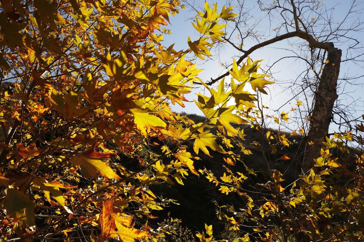 Bright yellow leaves on a tree with the sun beaming down.