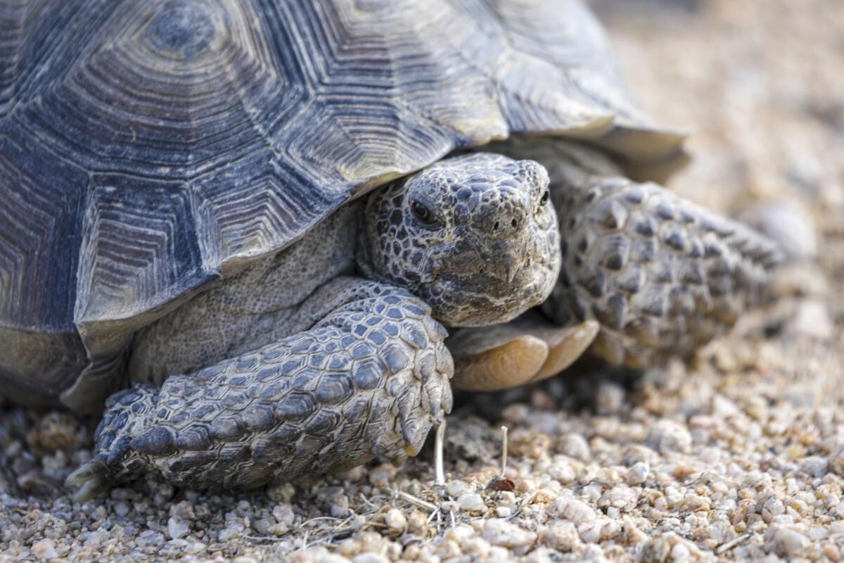A close-up image of desert tortoise's scaly face and the black, brown and tan geometric shapes on its domed shell
