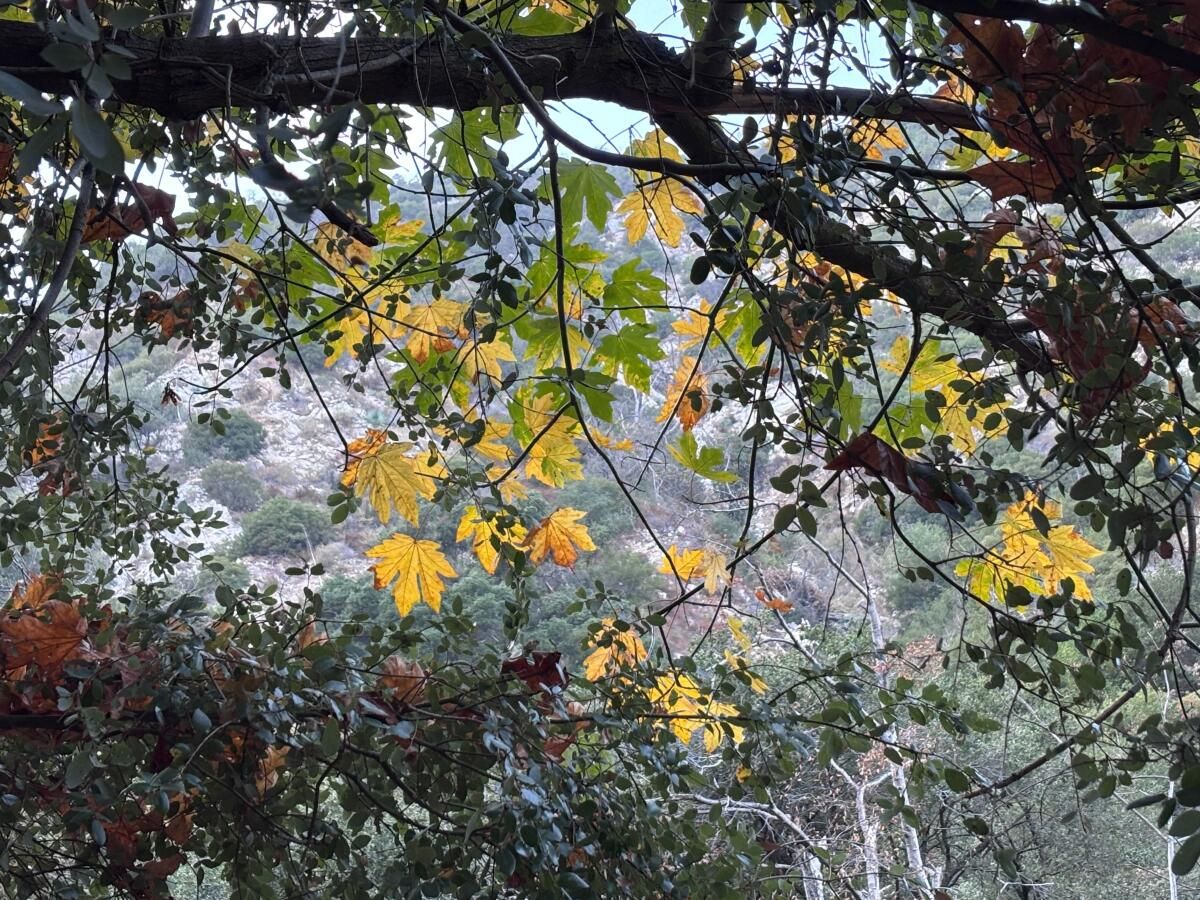 Several tree branches and leaves.